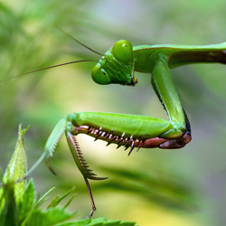 Praying Mantis