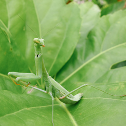 Praying Mantis