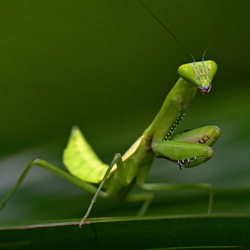 Praying Mantis