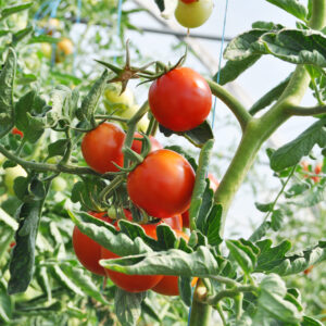 Tomatoes