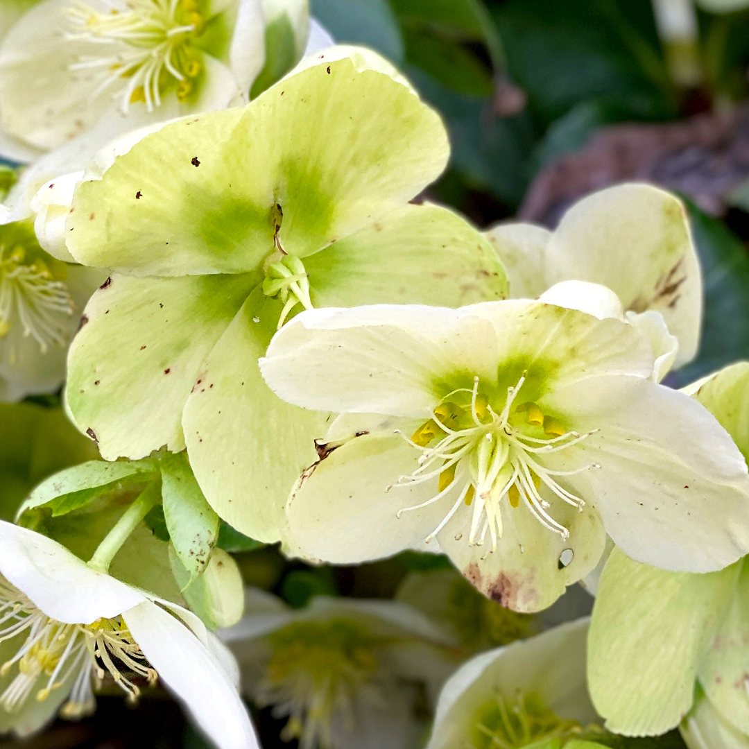 Hellebore - Black Death Disease